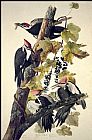 John James Audubon Pileated Woodpecker painting